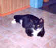 Kitty